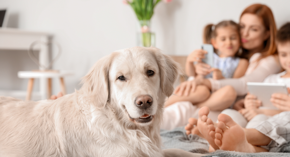 Header image with a title in the forefront stating Make Yourself Comfortable and a background image of a family and their dog on the couch